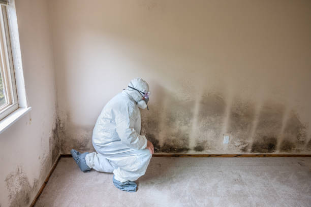 Best Specialized Mold Remediation in Oak Grove, MN